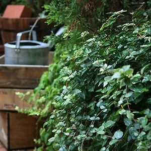 Garden Киото